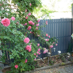 Helmes Gartenbau - Sichtschutz und Lärmschutz