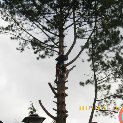 Helmes Gartenbau Gräfelfing