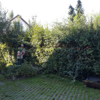 Hecke-rückschnitt