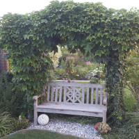 Gartenbank unter wildem Wein