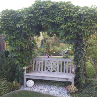 Gartenbank unter wildem Wein