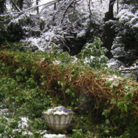 Baumschnitt