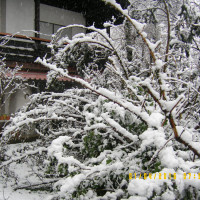 Sturmschadenbeseitigung